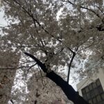 桜-駒込