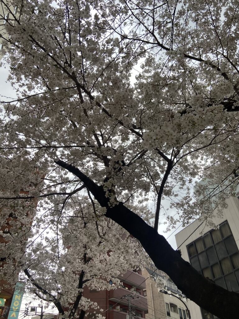 桜-駒込